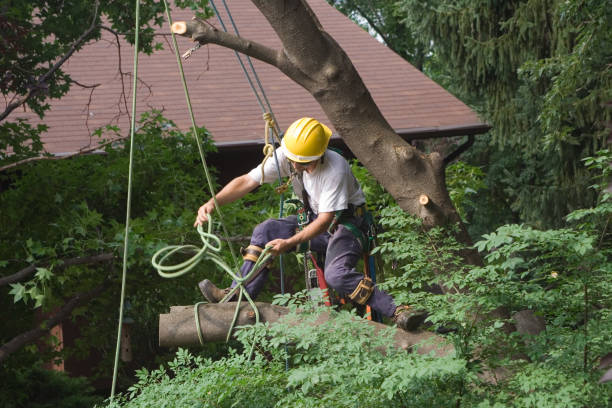 Trusted Woodland Park, CO Tree Care Experts